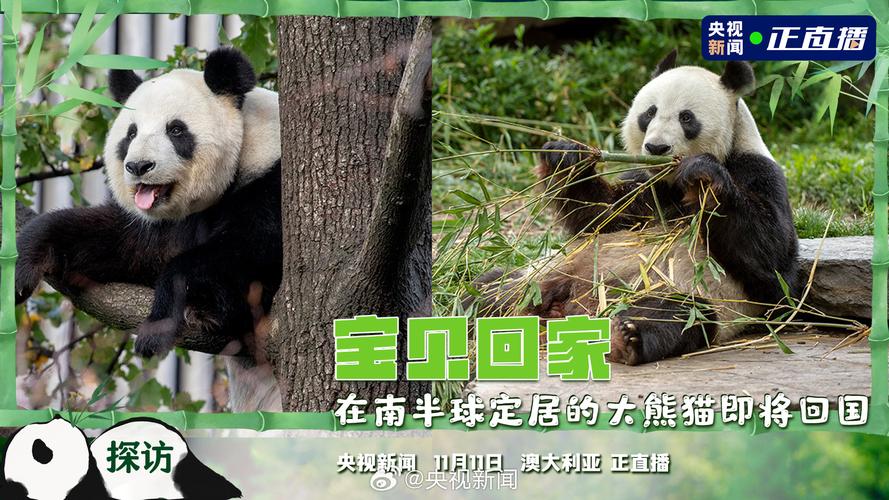 新澳门彩出号综合走势图和4旅日大熊猫将回国与旅日20年熊猫将回国 视频