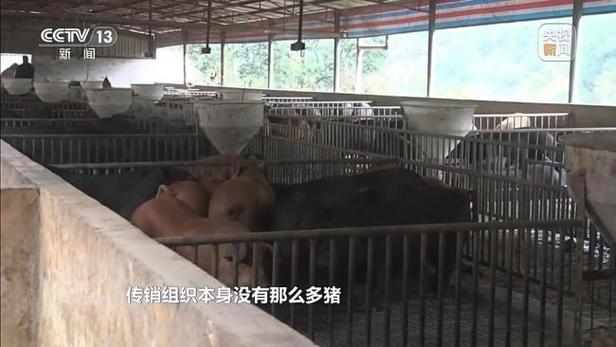 2025新奥资料正版大全和央视曝光云养殖骗局与央视曝光云养殖骗局是真的吗