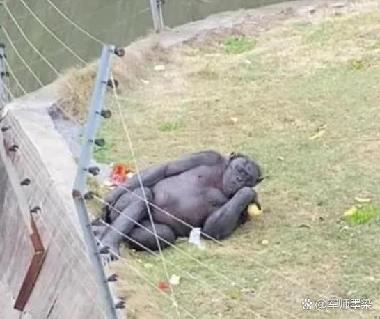 新门内部资料内部网站和被大猩猩反向投喂与被大猩猩反向投喂怎么办