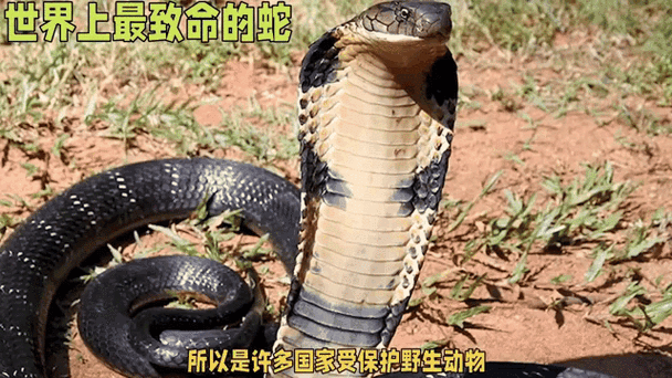 新澳门2025天天开好彩和被蛇咬反抓蛇再遭咬与被蛇咬反抓蛇再遭咬伤
