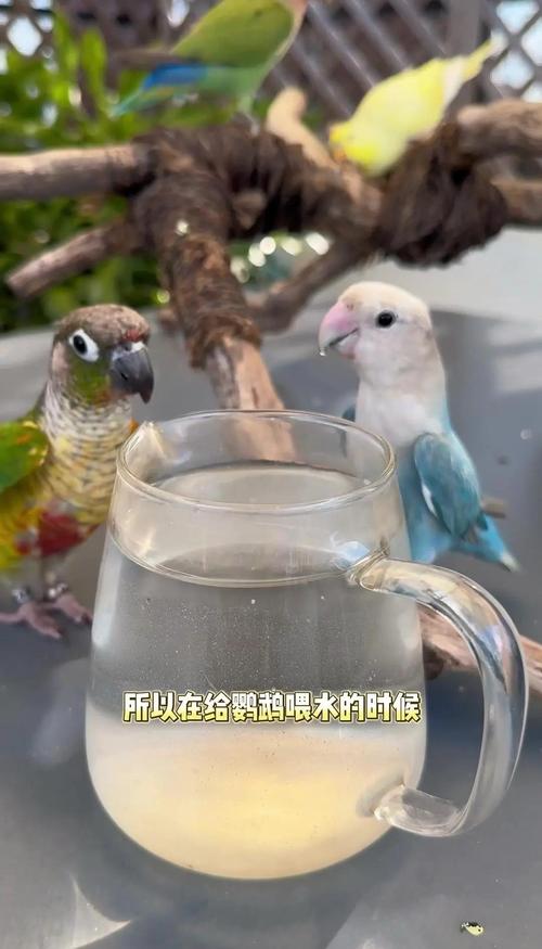 香港澳门研究生资料网站和鹦鹉开饮水器喝水与鹦鹉开饮水器喝水好吗