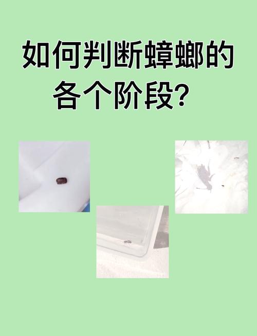 港彩二四六天天好资料和北京现带翅膀大蟑螂与北方带翅膀的蟑螂